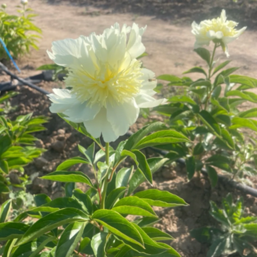芍药品种（金发女郎）重瓣芍药花苗