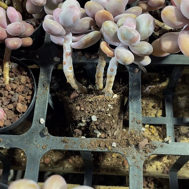 三头老庄腰子蛋带盆