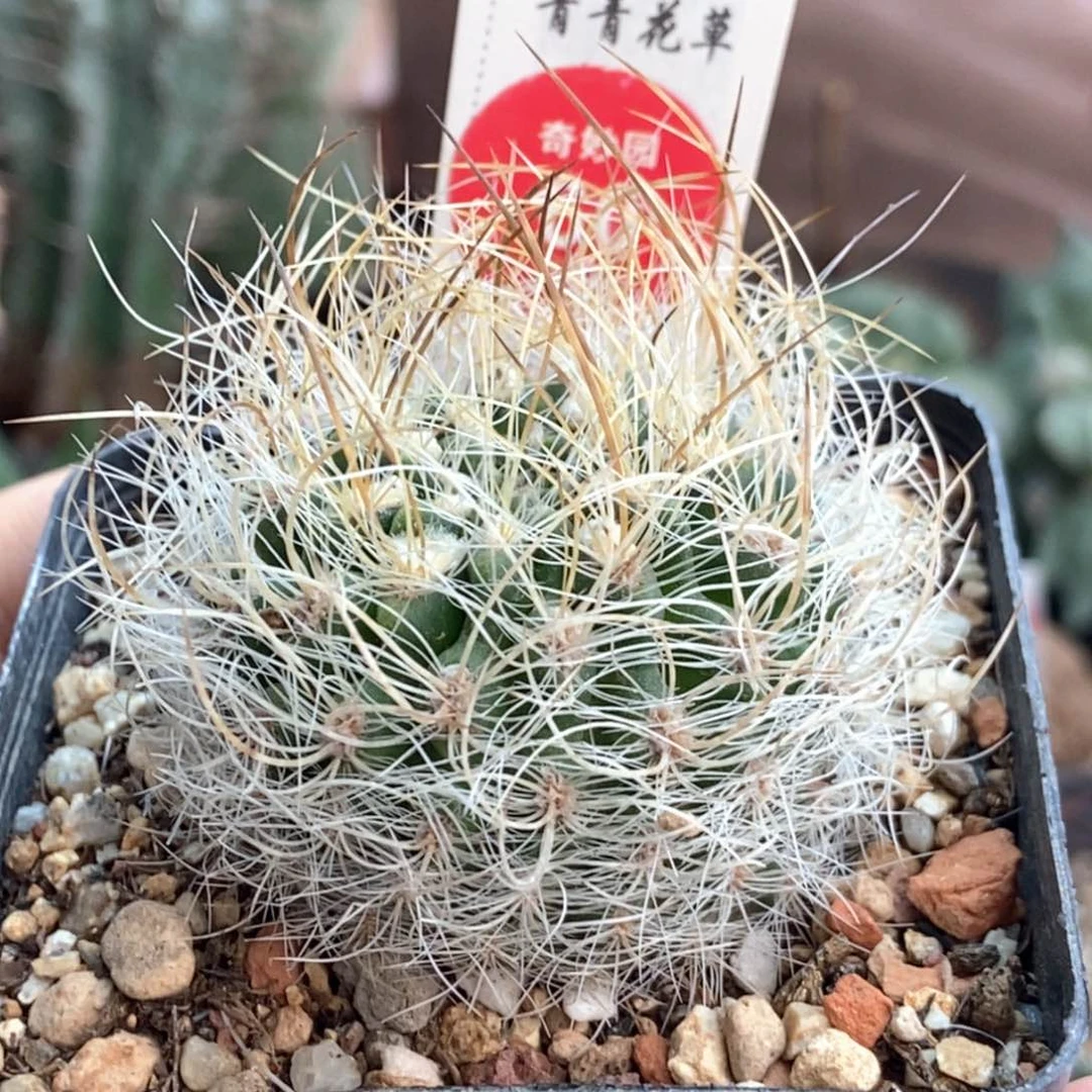 实生狂刺混乱玉银翁玉4.8cm