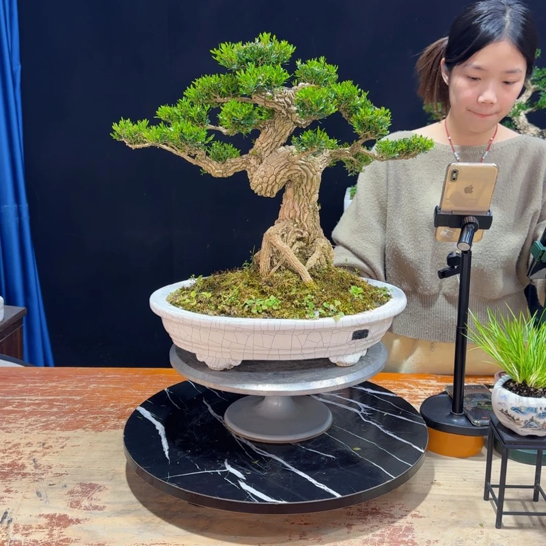 黄杨室内室外好养