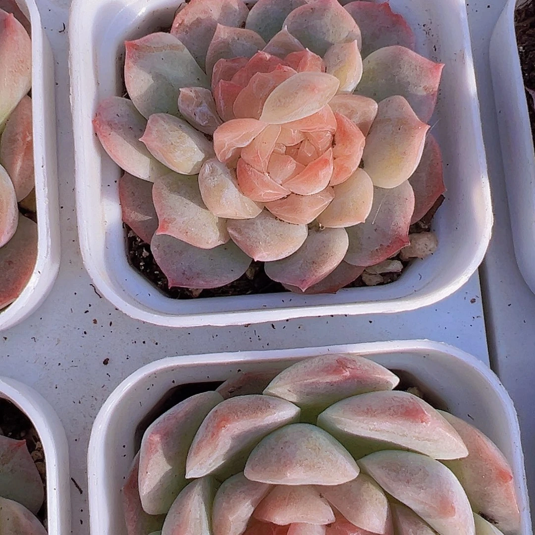 双眼皮泡影19包邮多肉植物