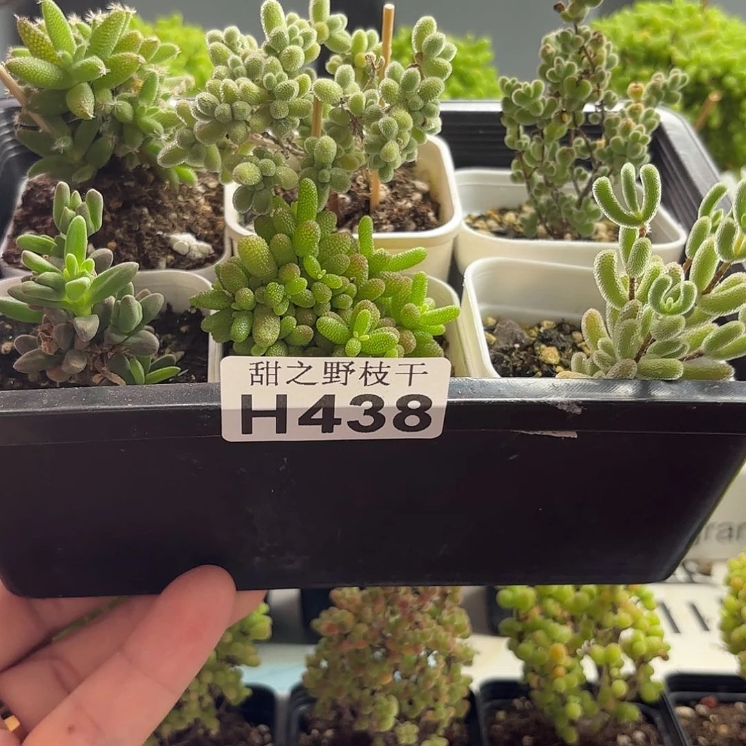 组合套餐枝干番杏438。