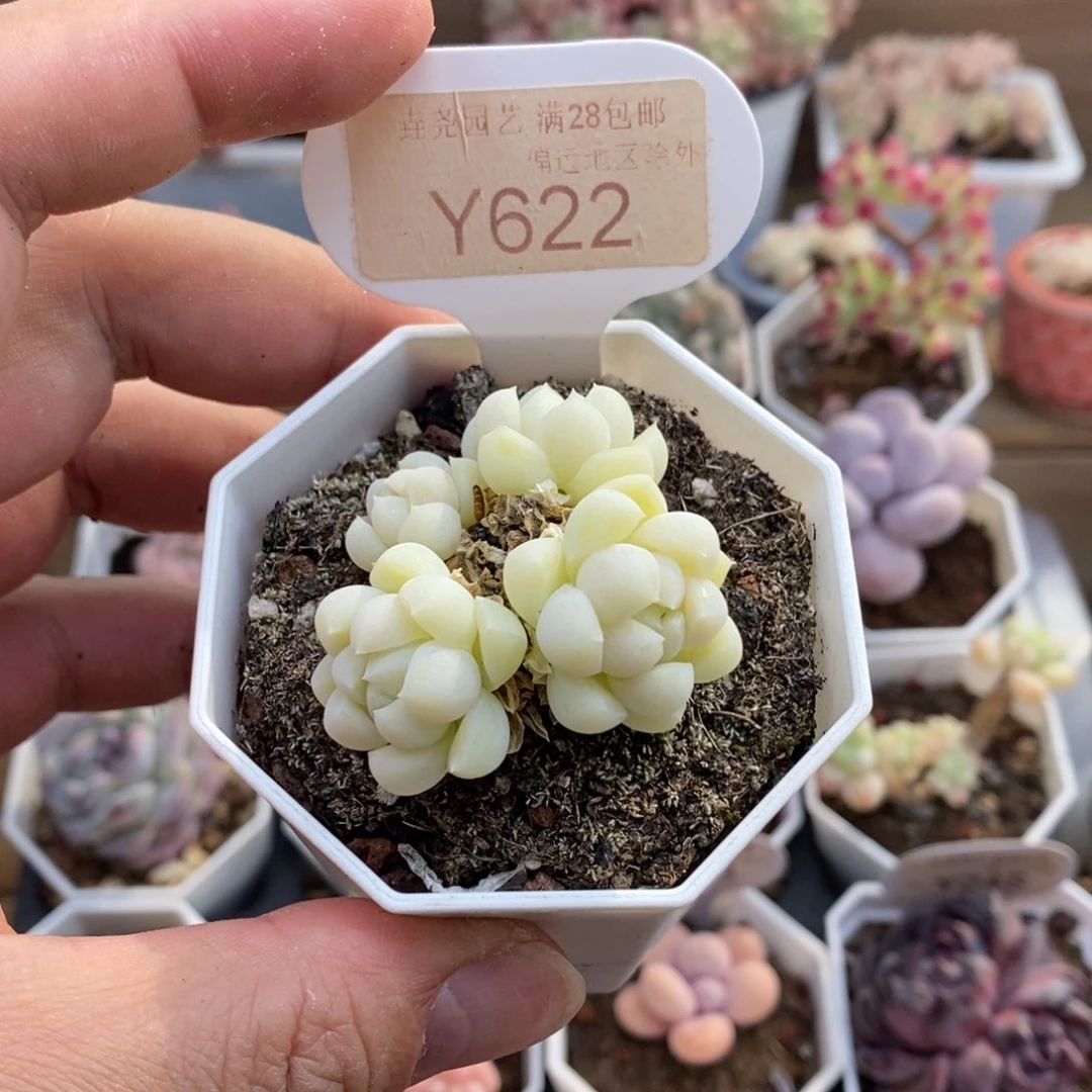 0622白月光4.5厘米