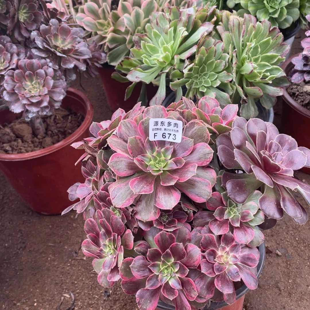 673安娜多肉法师断枝不包