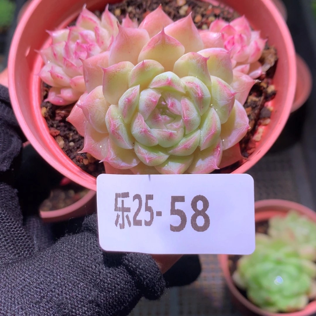 乐然25-58 麦秆群