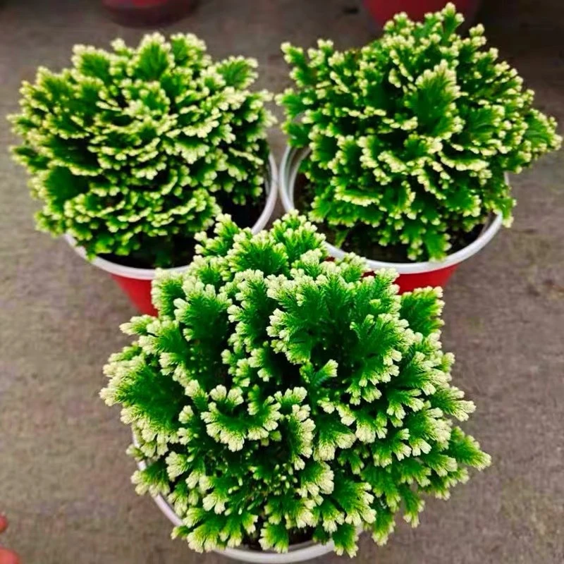 卷柏盆栽九死还魂草四季常青植物室内客厅花卉绿植盆栽微盆景观叶