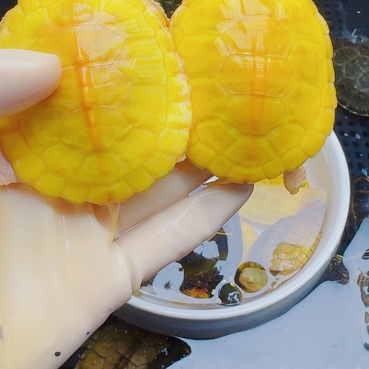 木***萝绿毛龟母222222222222