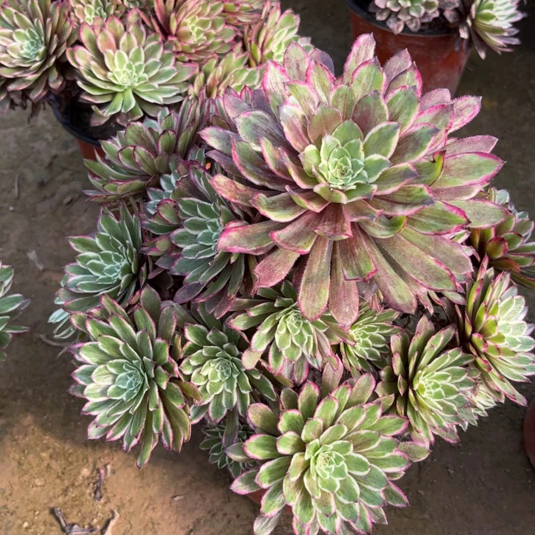 661繁星多肉植物法师