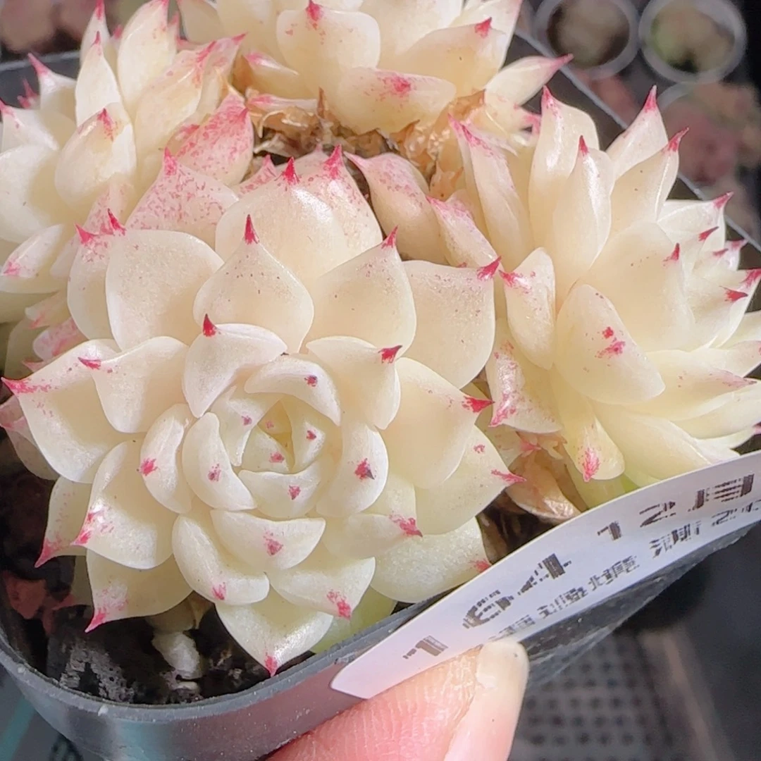 花语多肉1218-164魔仙散