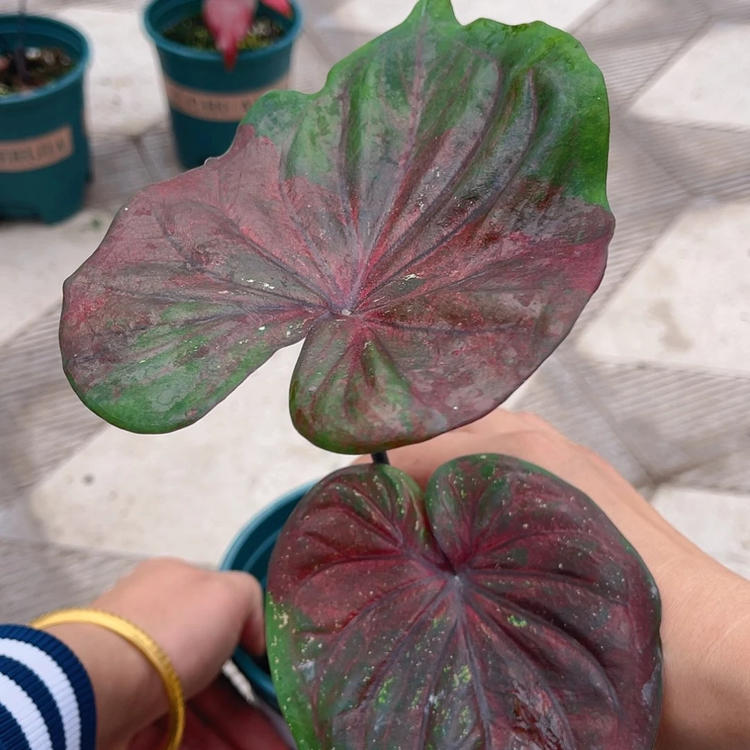 完全开放泰彩一物一拍2285