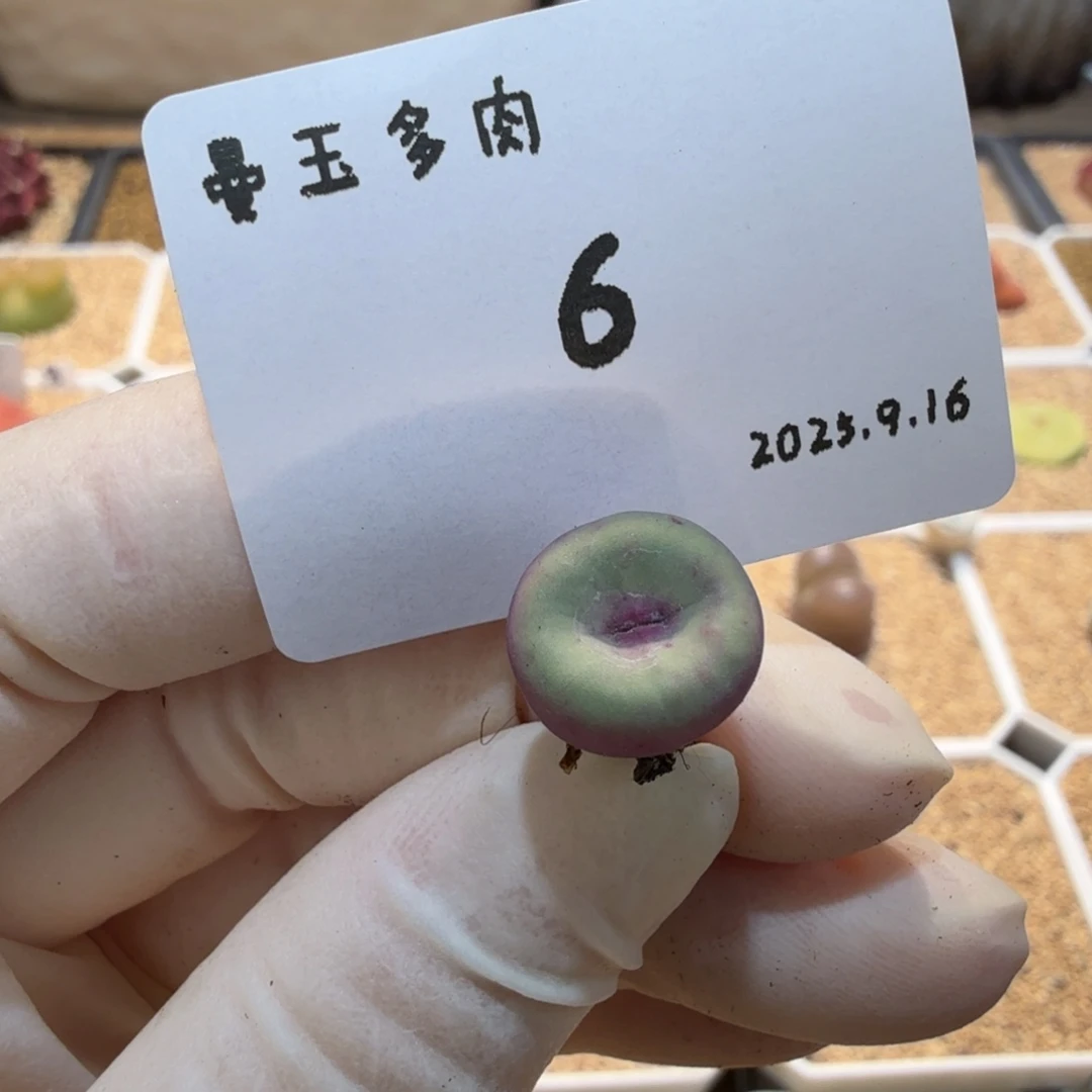 多肉多肉多肉9.16-006