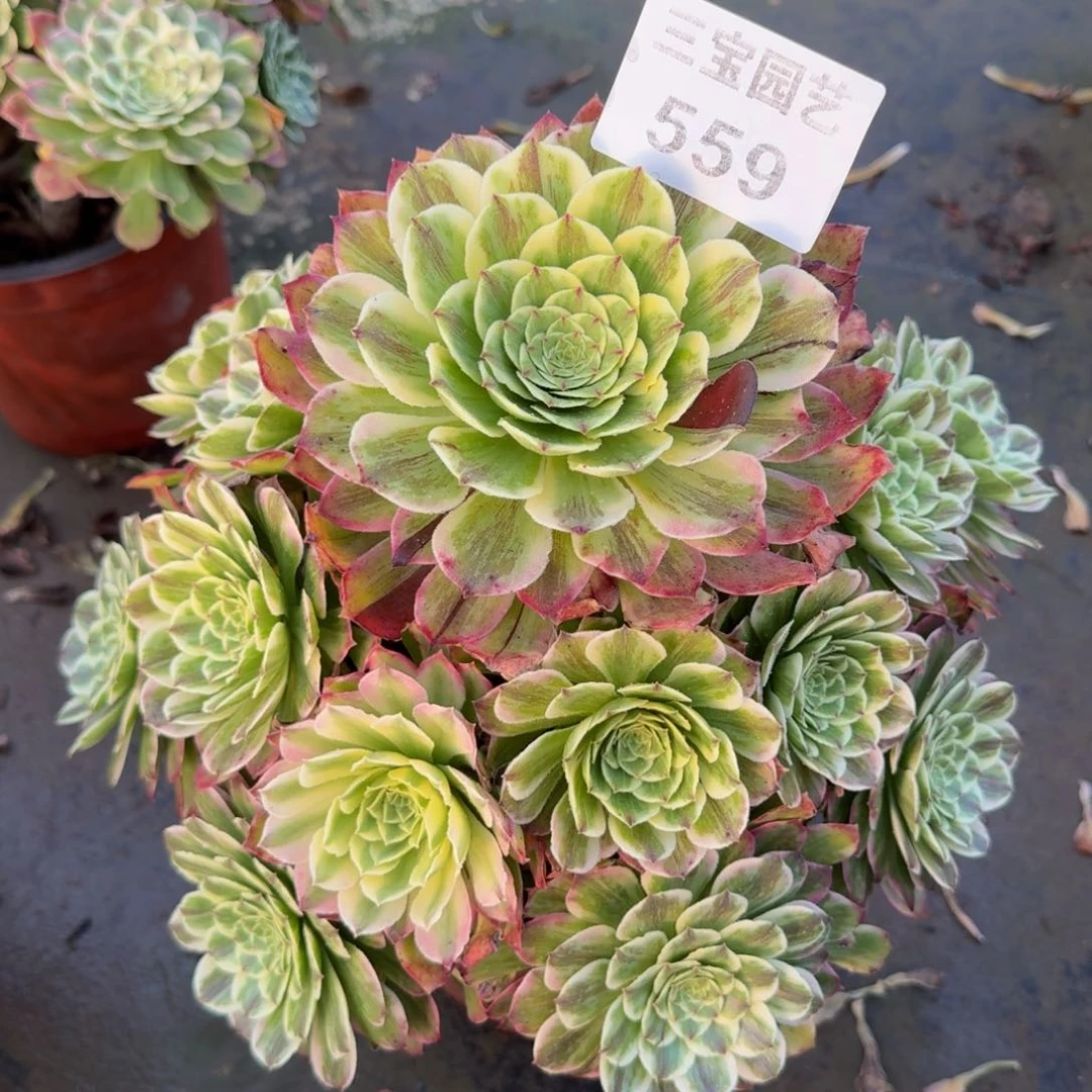 多肉植物559素颜