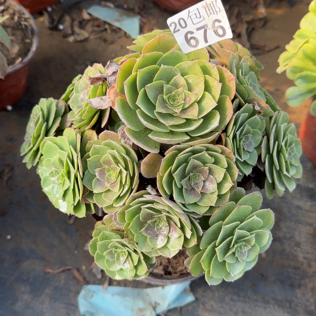 红心676满20包邮断枝不包