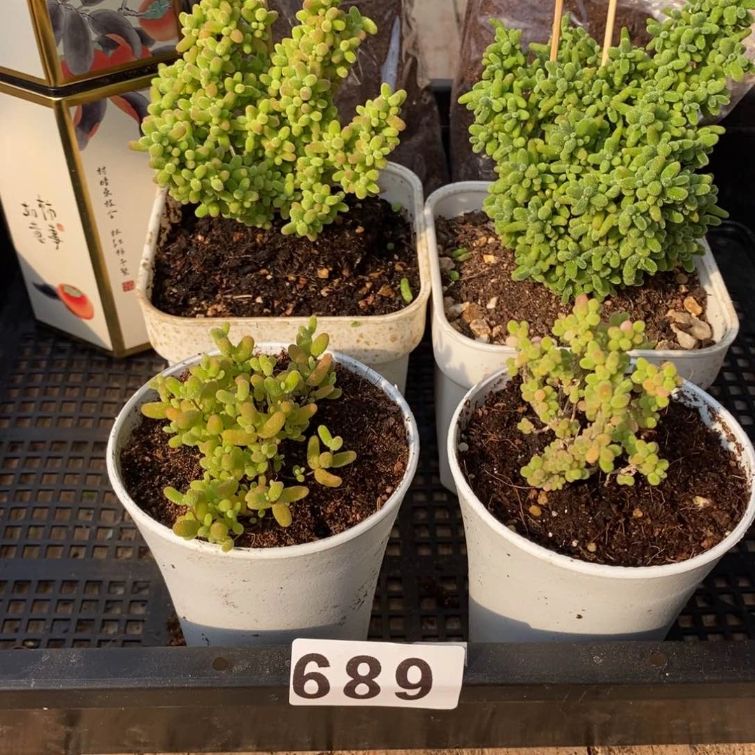 枝干番杏多肉植物689