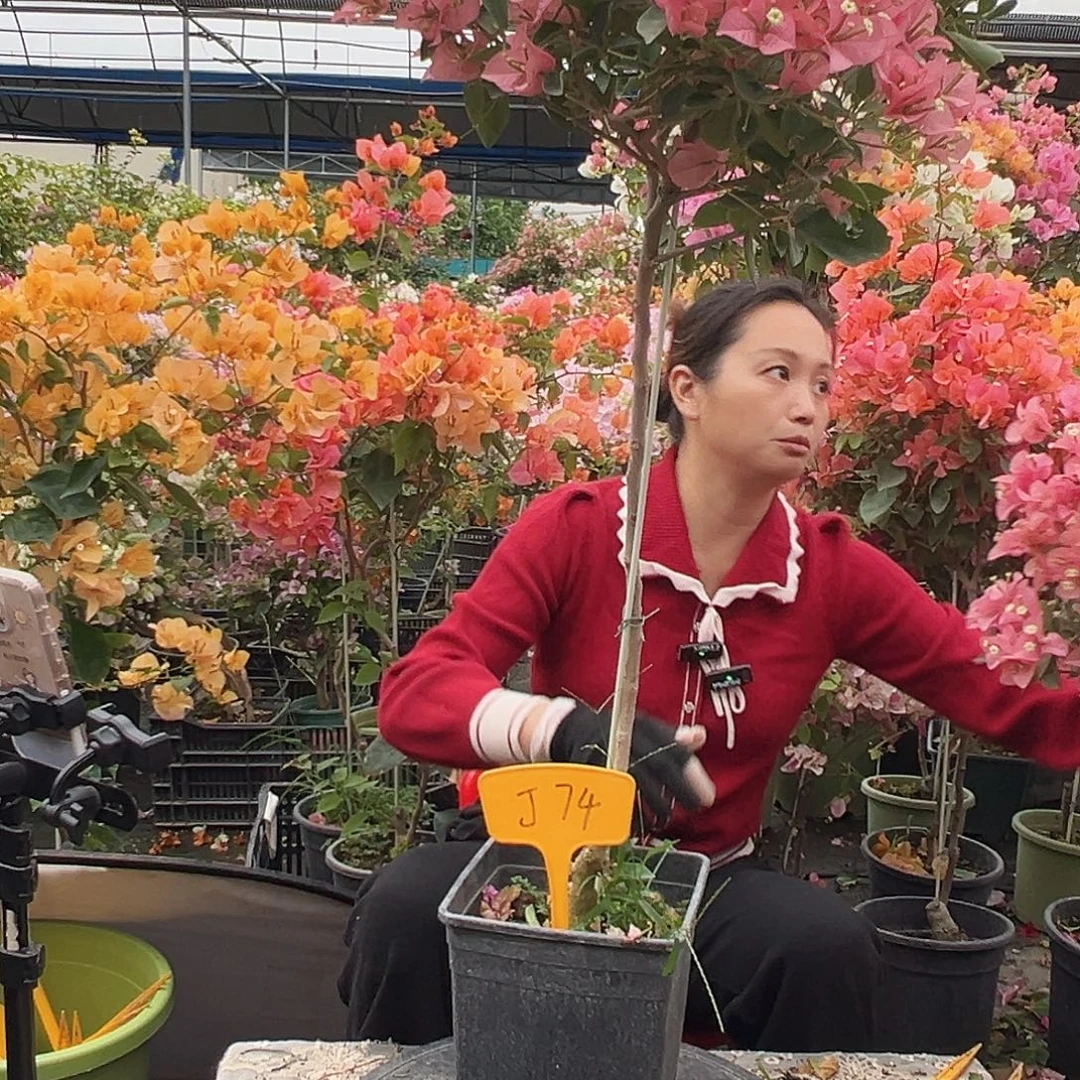 香***檬大部分花苞少量开放J74卡雅塔