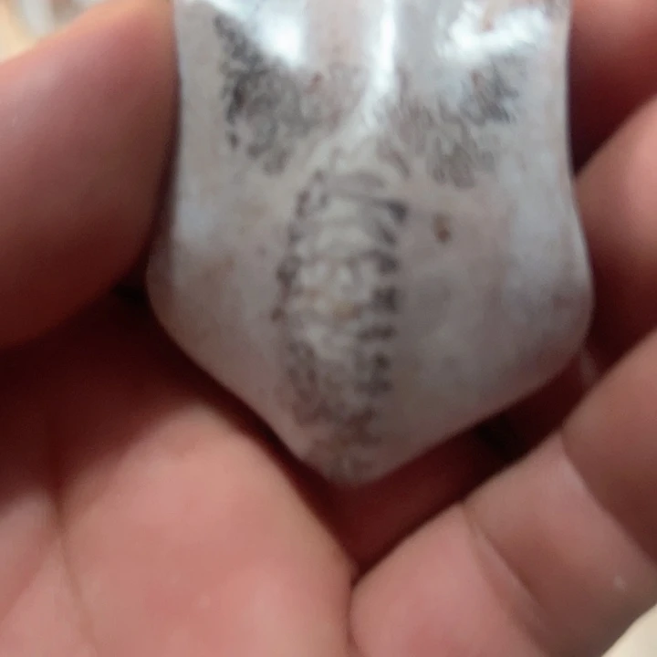 平***庸树脂铁合金养殖鹿骨制作三届牌