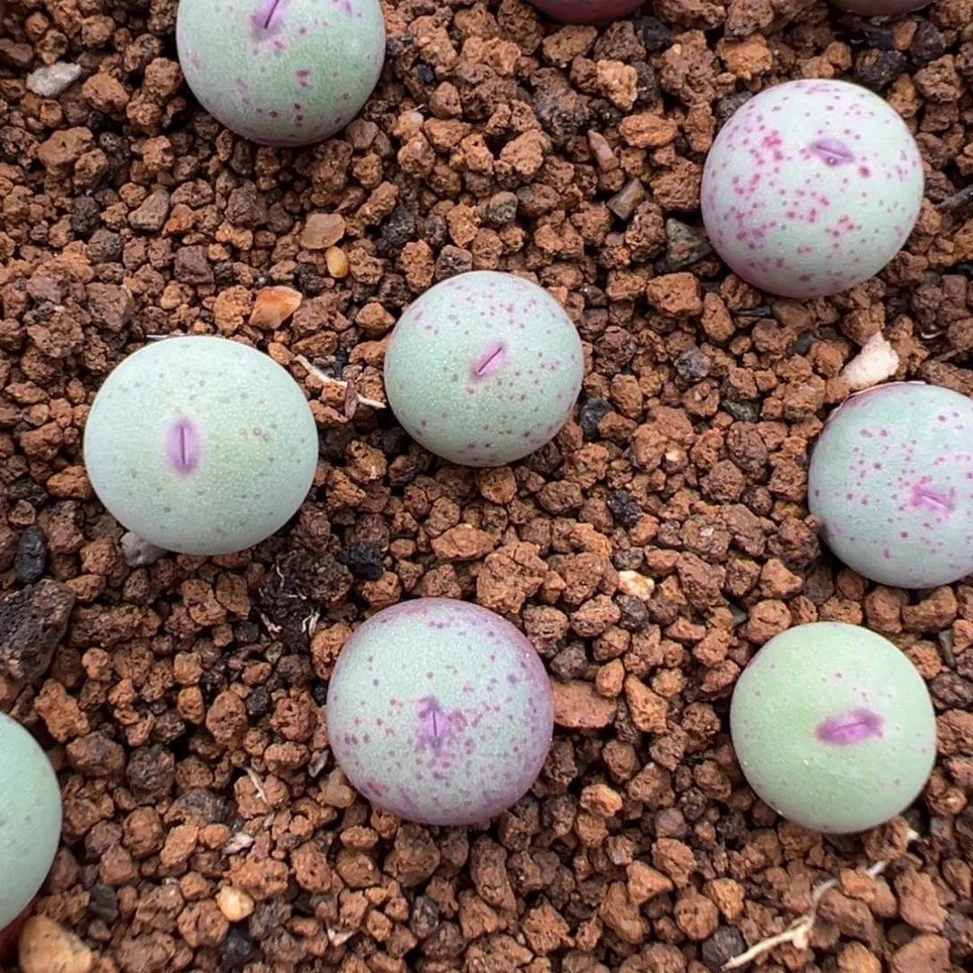 量拍m3大型红嘴小苗2颗