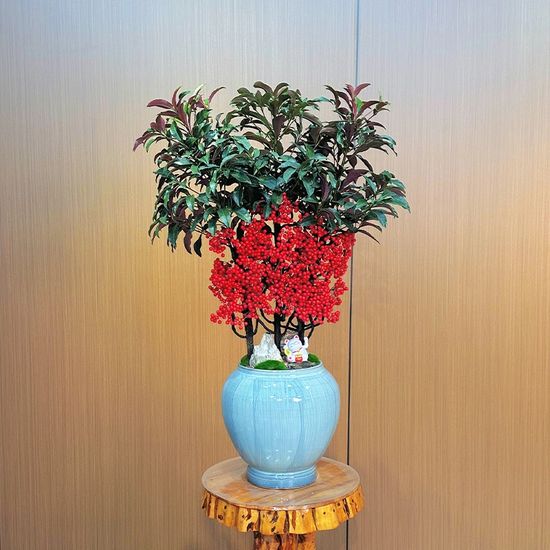 富贵籽盆栽【一物一拍】带红果黄金万两客厅阳台招财植物花卉室内