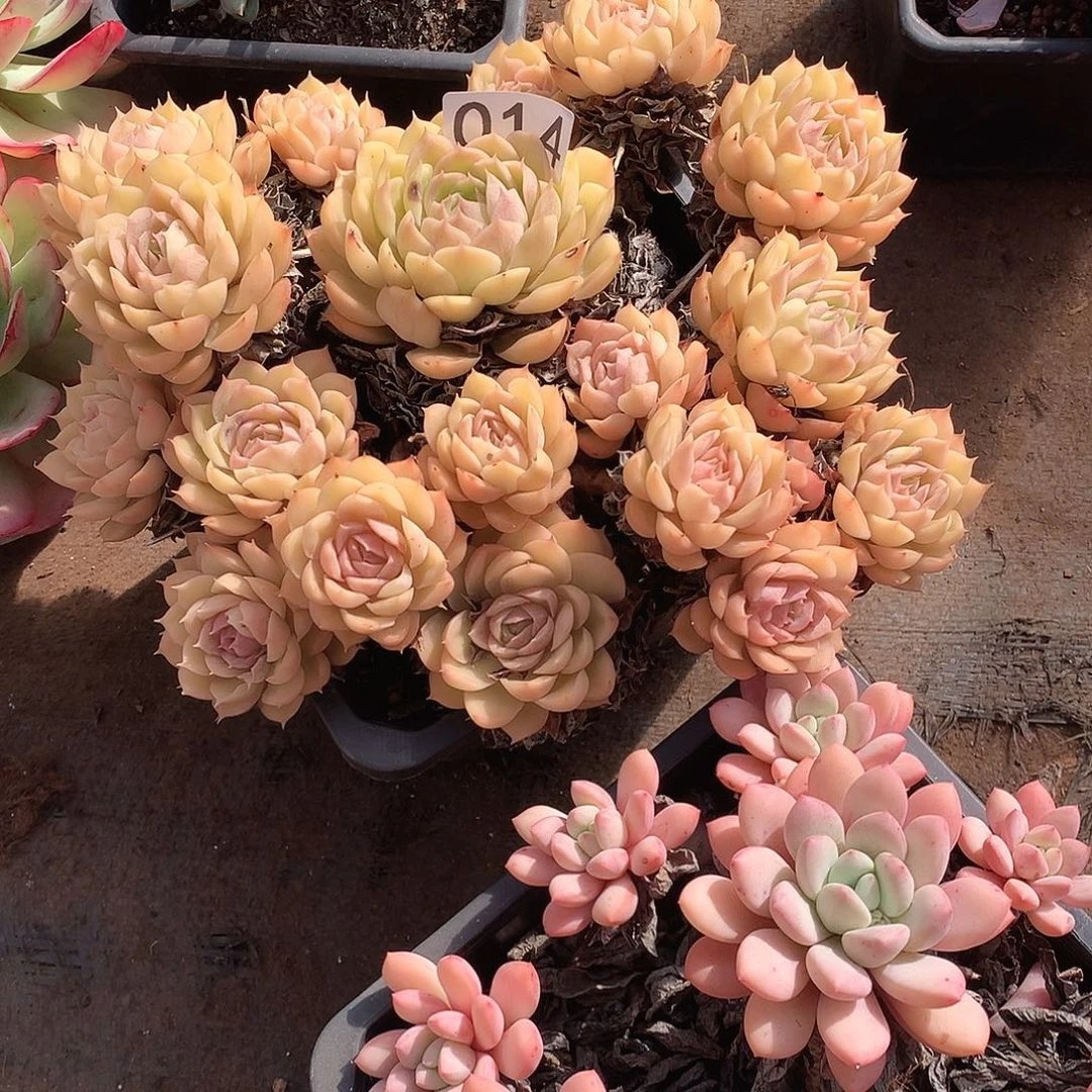 014 一物一拍多肉