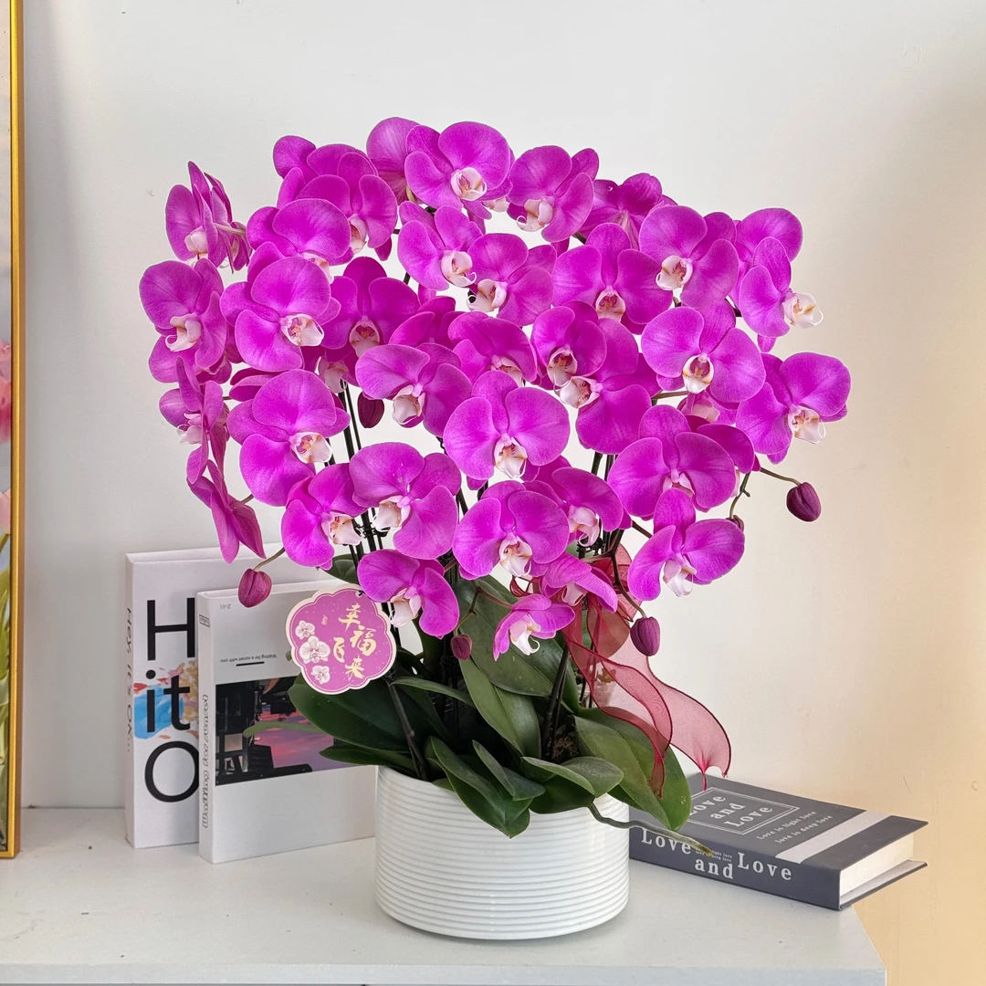 【素心】组盆室内蝴蝶兰花盆栽开花株 四季好养护绿植叶片