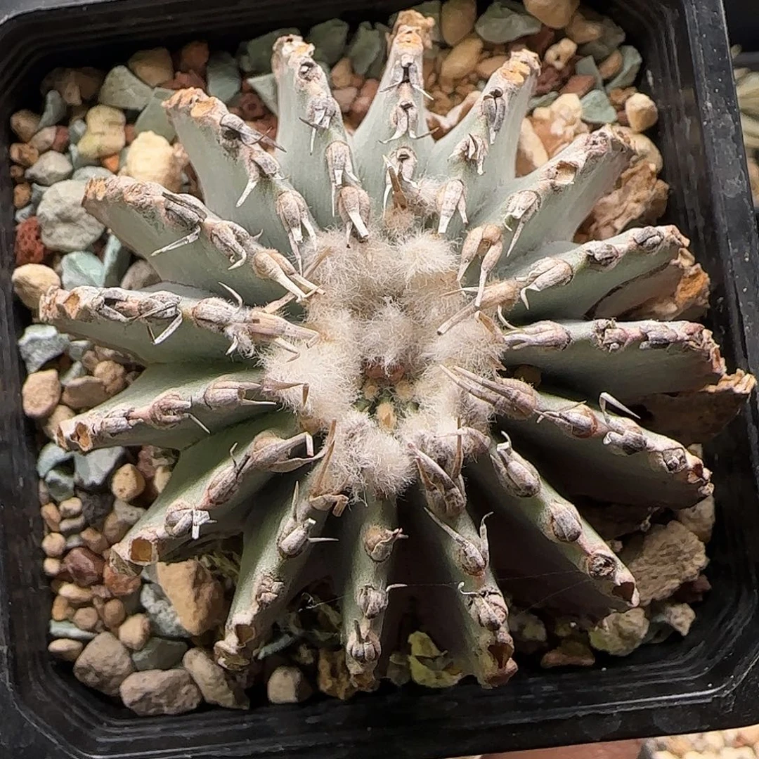 薄叶花龙仙人球 1111111111111