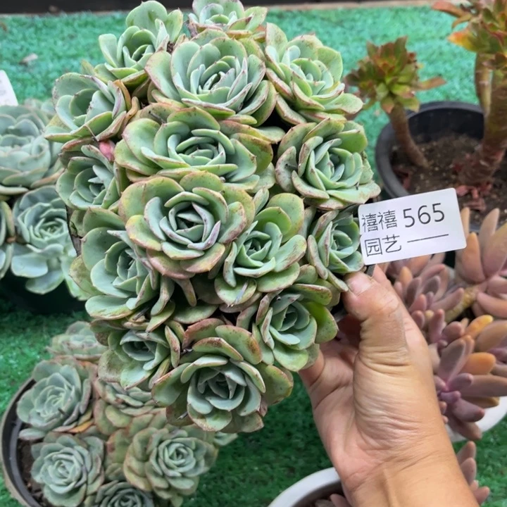 565黄桃多肉植物