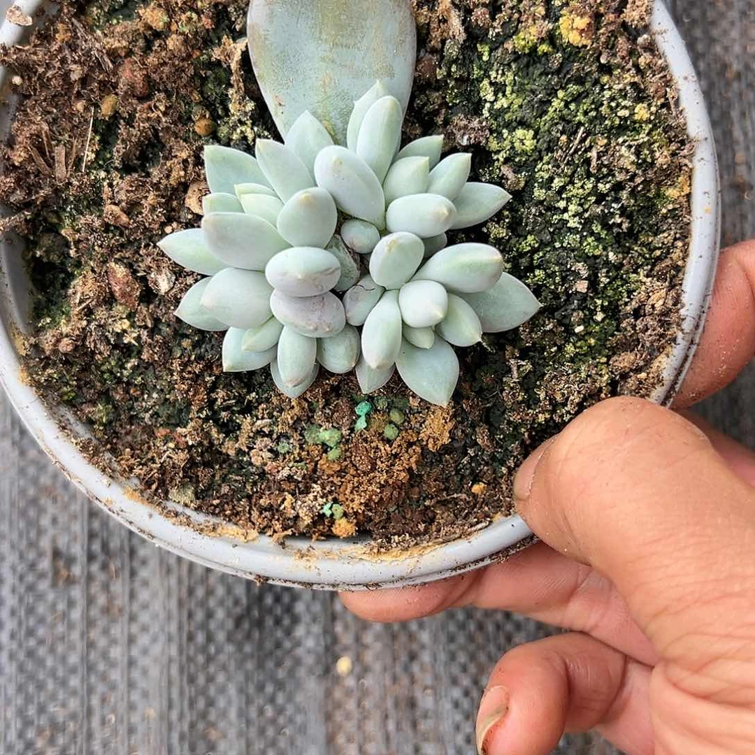 【闪购商品】开普敦