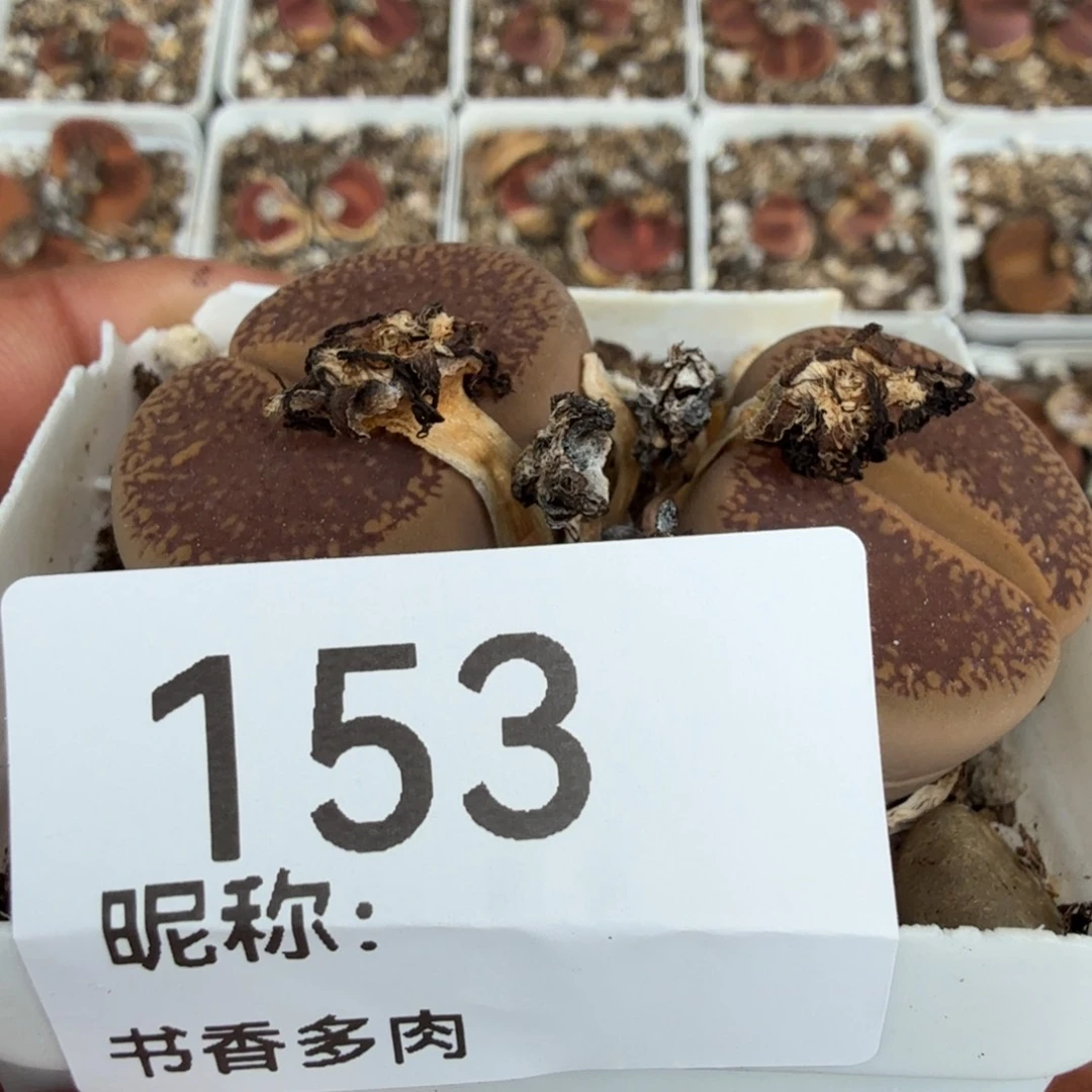 是***。多肉植物多肉植物多肉植物