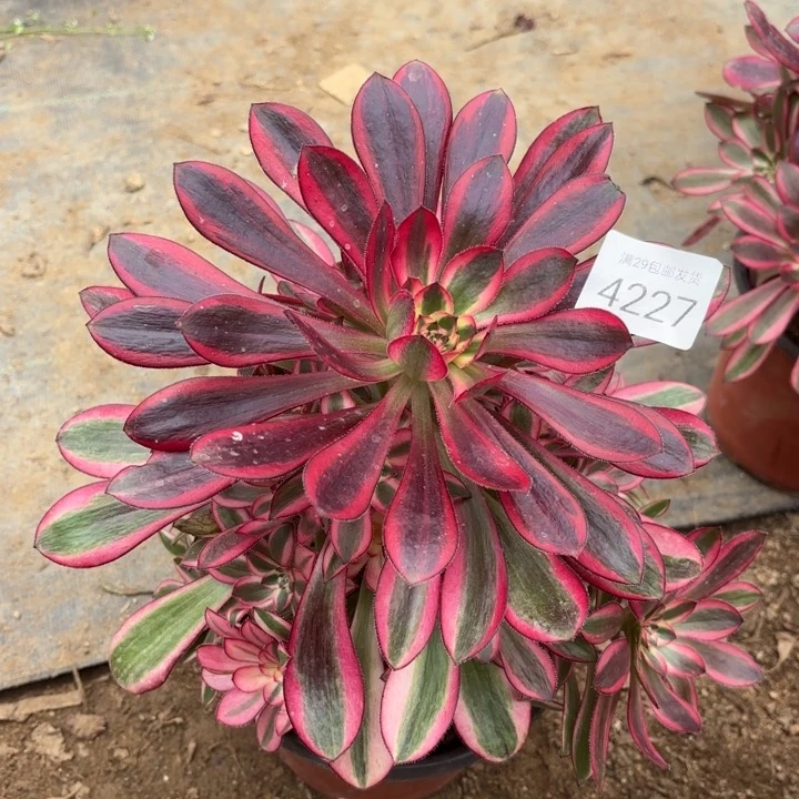 香奈儿多肉法师4227