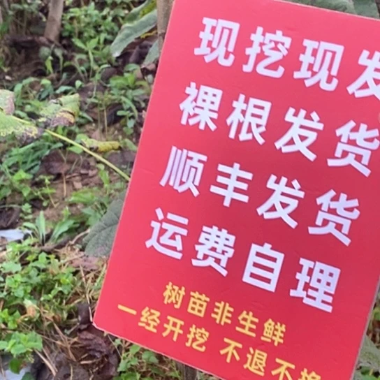 用***3吊坠文玩核桃蛤蟆头