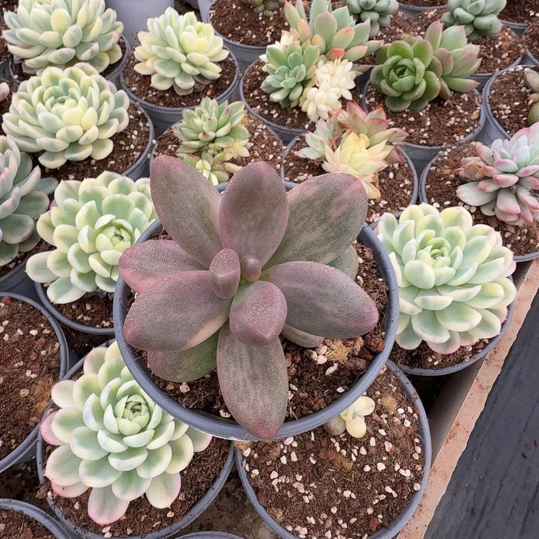 糖果美人拉丝锦111223-302