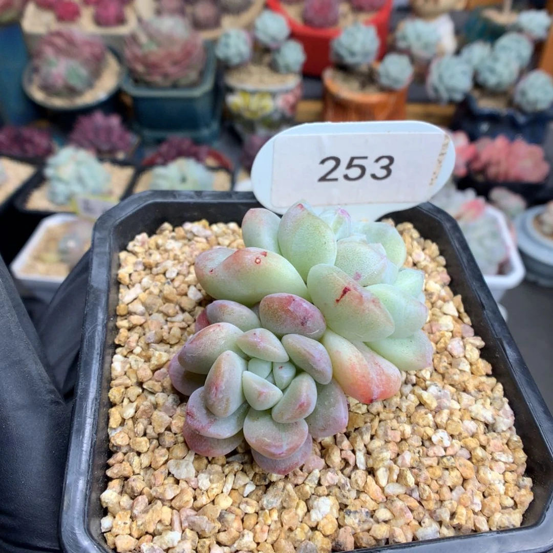 哈****?253 新春特冰玉石化