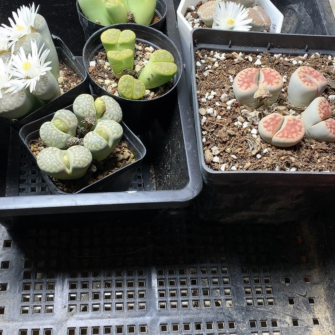 嘻*?K114多肉植物保护研究所