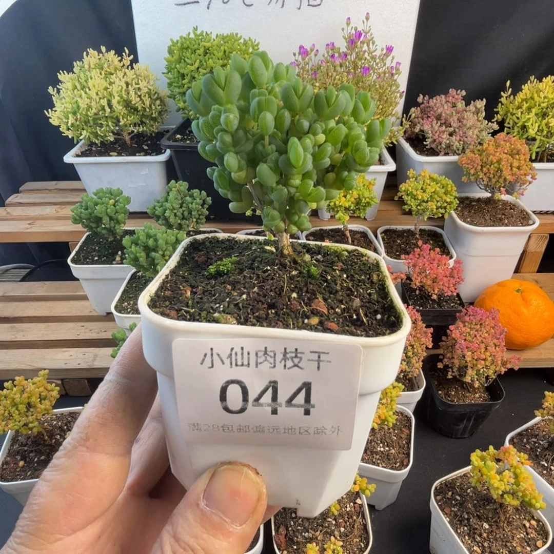 044枝干番杏8口盆元宝