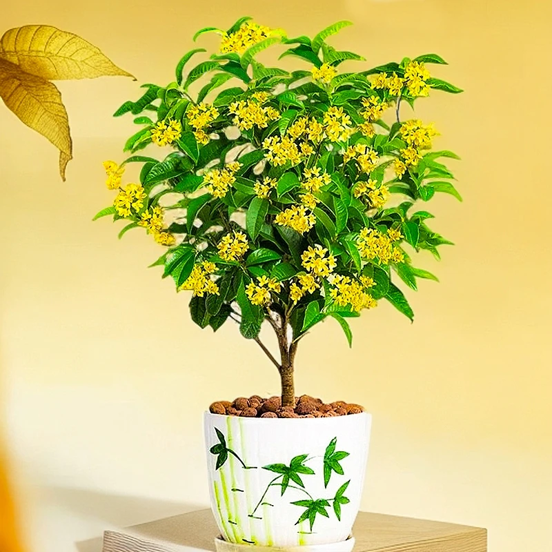 S四季黄金桂花四季桂花 开花浓香带香味桂花盆栽阳台客厅庭院种植