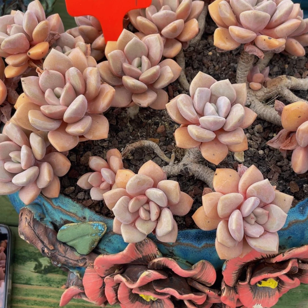 8***478867上午多肉植物