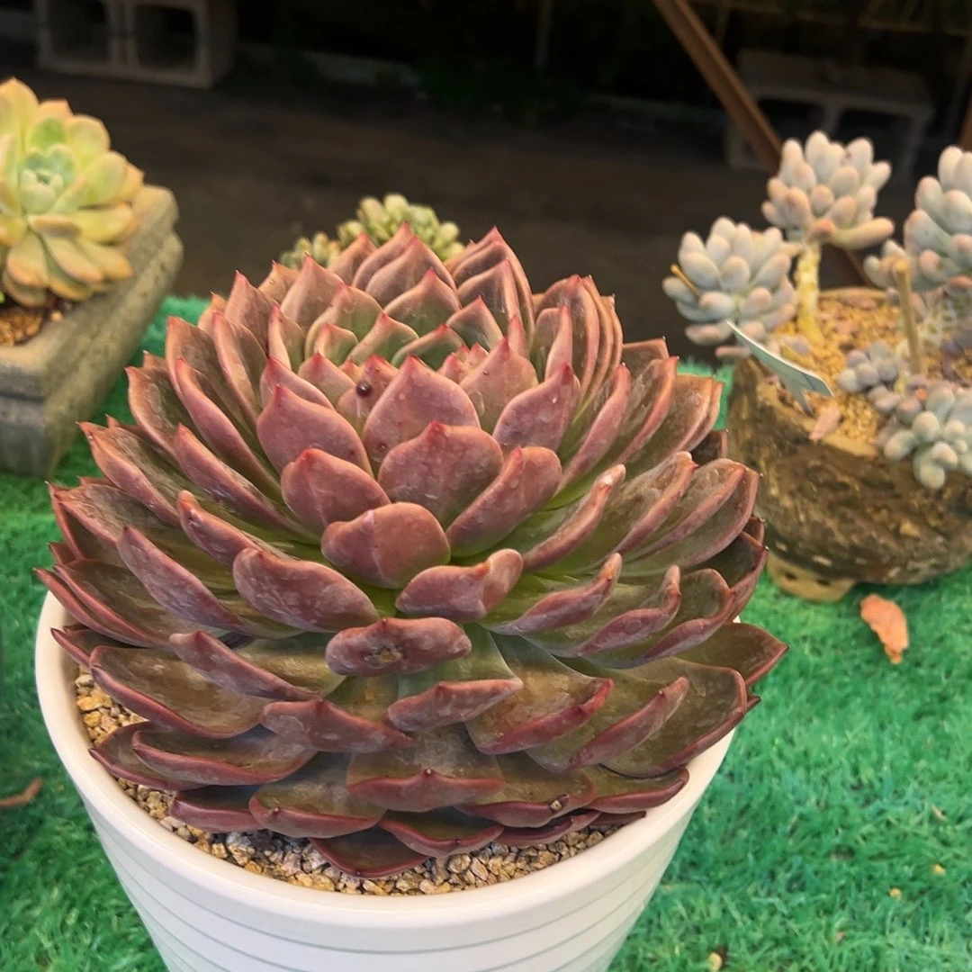 q橙，，，，，，，，，，，，，