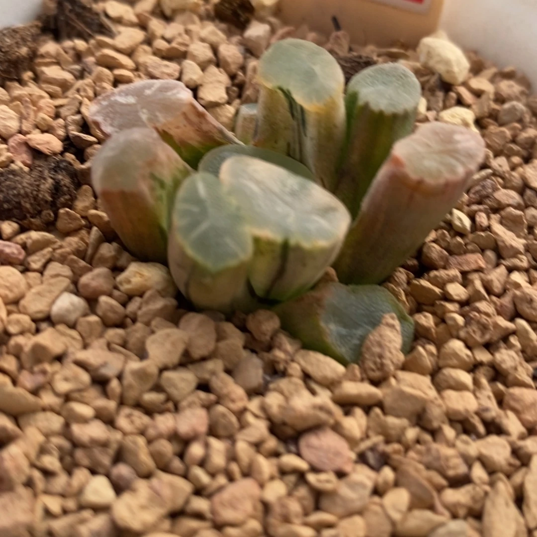 23蜃气楼万象锦一物一拍