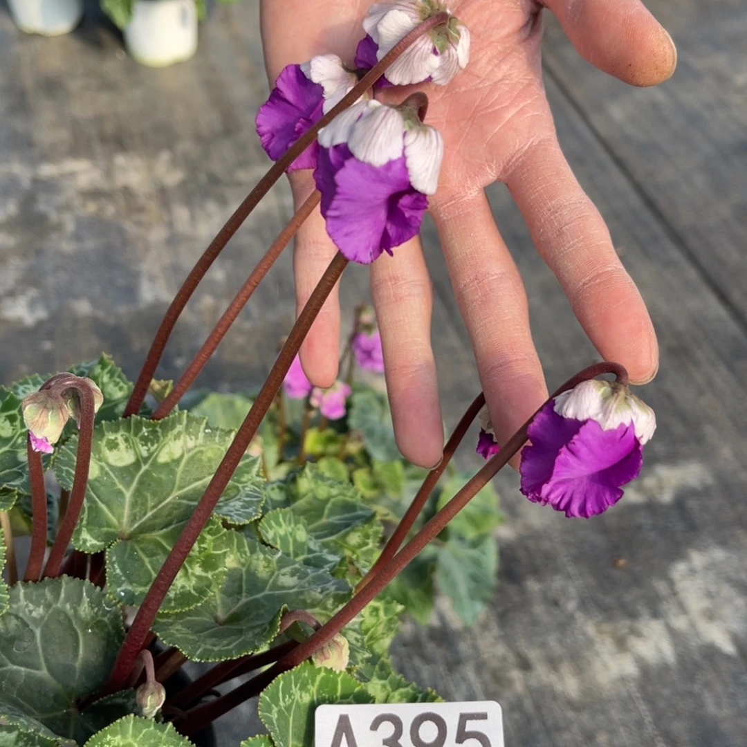 完全开放深青裙子395