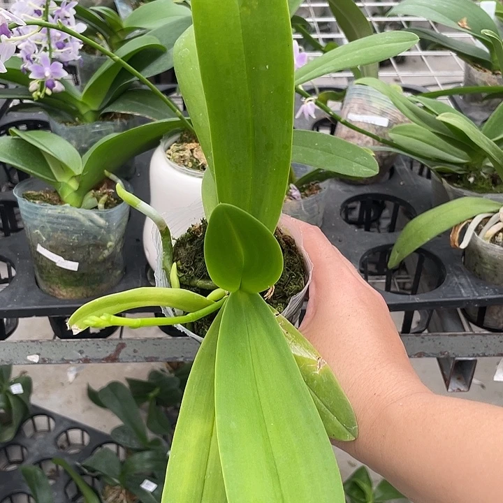 完全开放蓝星2.8寸 带花剑 微瑕