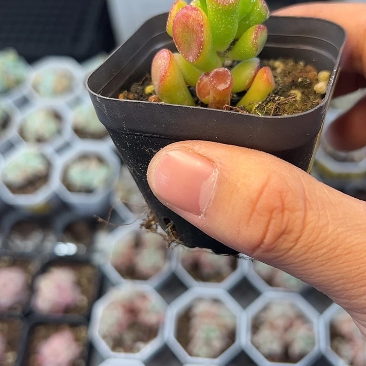 吸财树 满3颗包邮