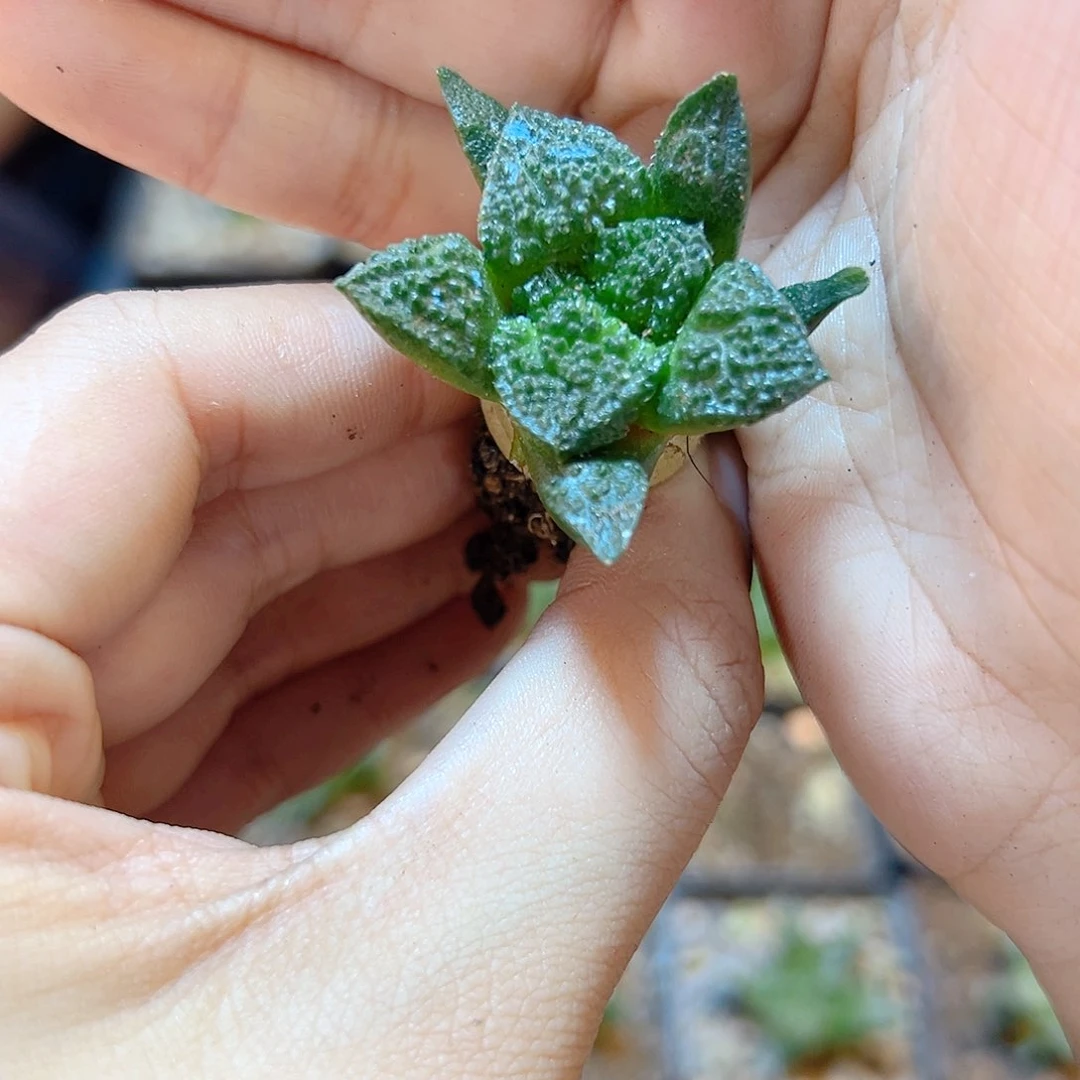 实生哥斯拉牡丹3.5公分