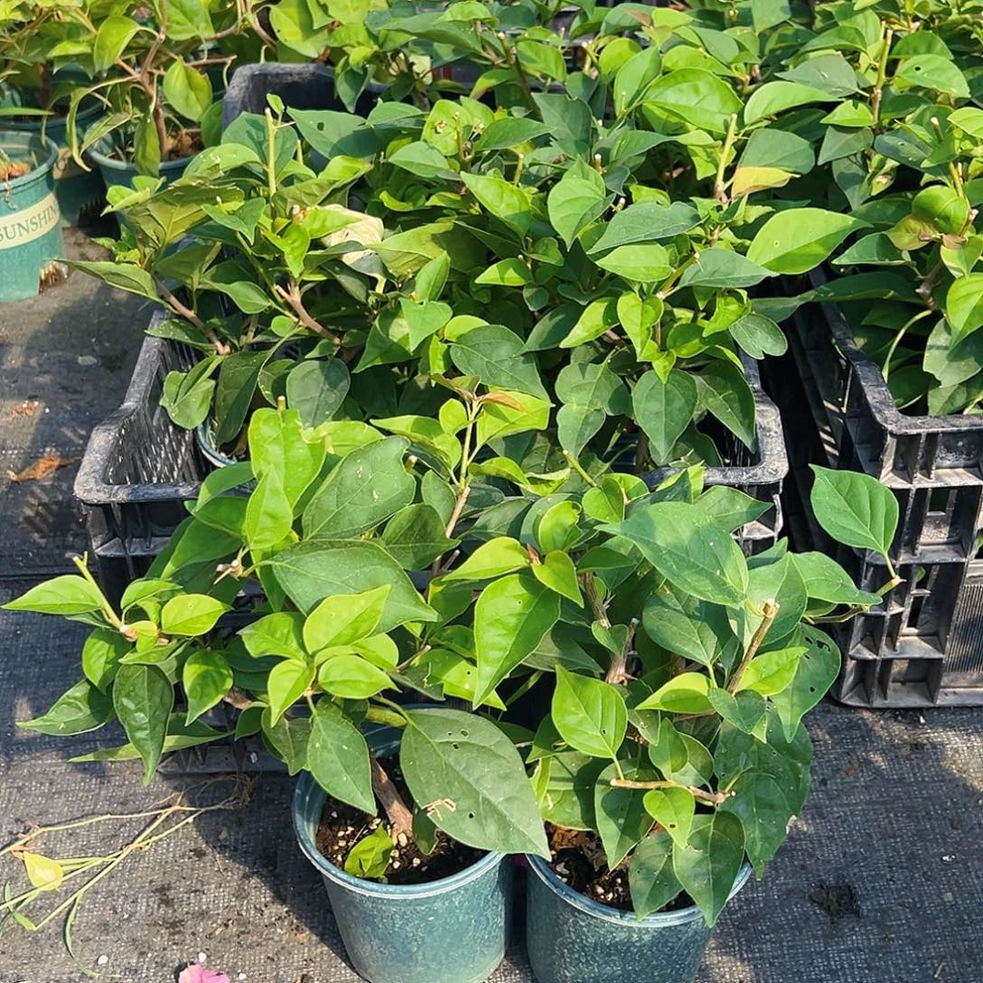 当前无花栽培后可以开花倾城掌中宝一棵