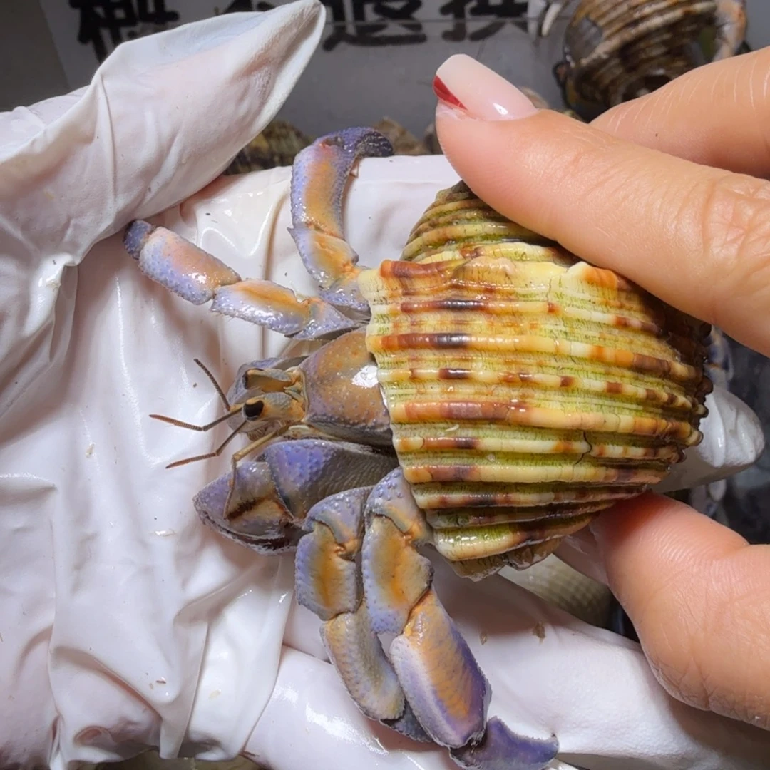 2.9口橘棕灰底异色