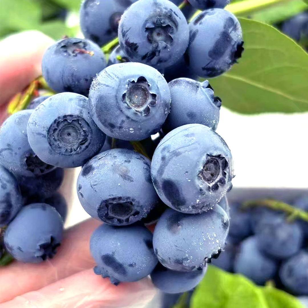 云南蓝莓鲜果当季高山花香蓝莓新鲜水果