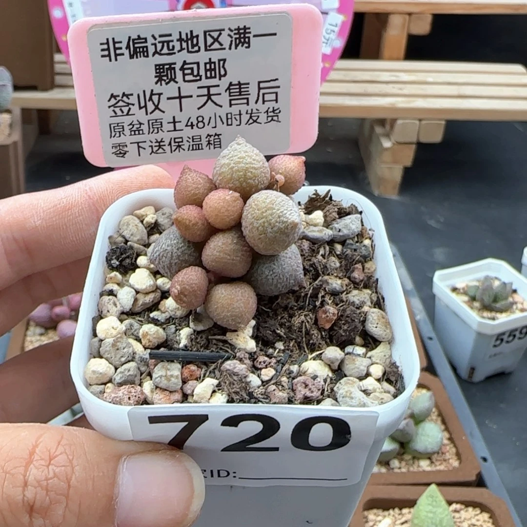 720小辣椒多肉植物