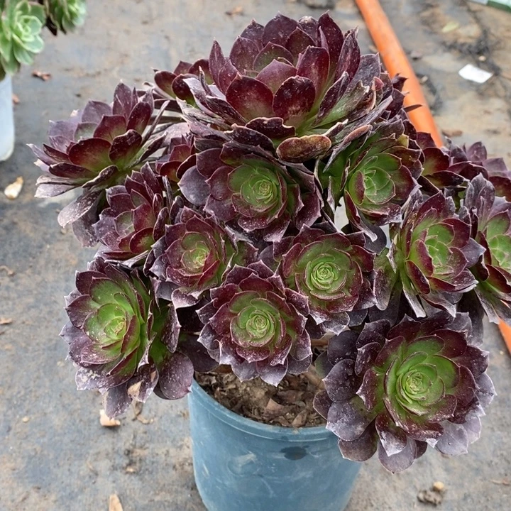 赤焰莲17多肉植物法师法师