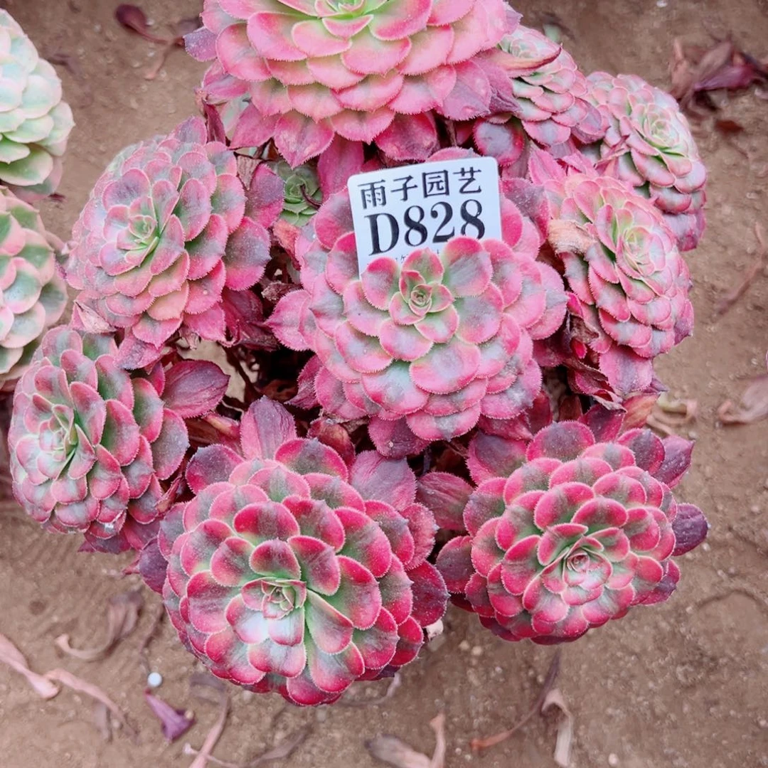 转***路828月婵尺寸25左右