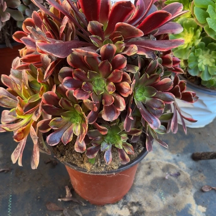 瑞妈多肉园艺154万家丽，