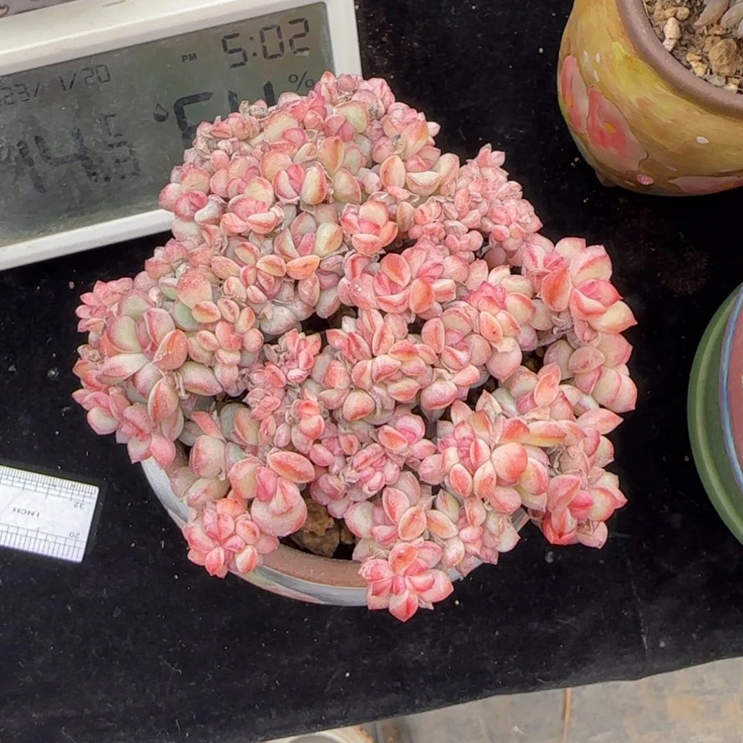 泡芙杂（小树朵朵缀）